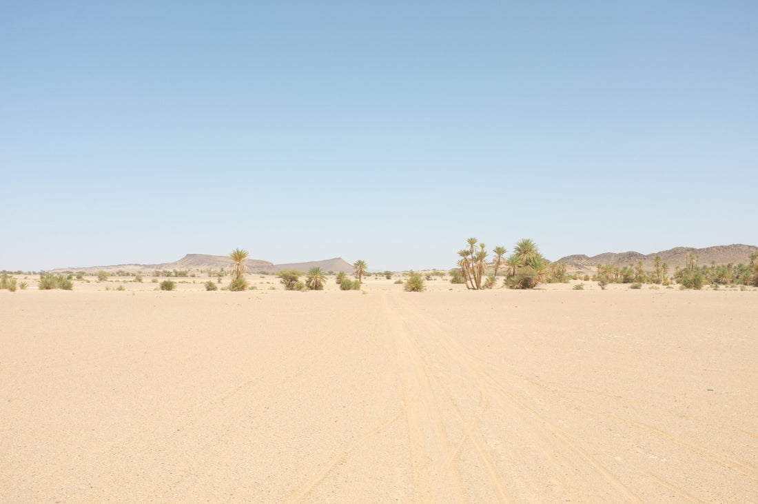 What The Desert Teaches