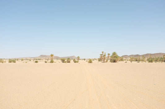 What The Desert Teaches